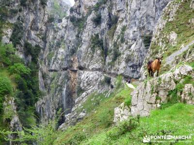 Ruta del Cares - Garganta Divina - Parque Nacional de los Picos de Europa;rutas por españa